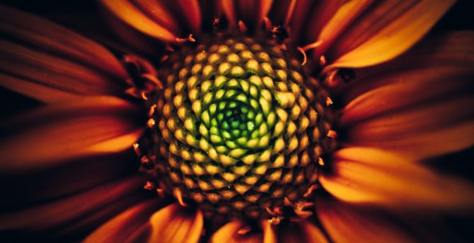 Sunflower, bloom, close up  wallpaper