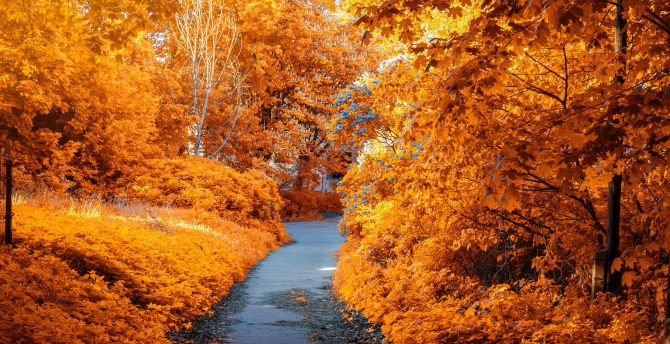 Park, trees, Foliage, autumn, pathway, leaves wallpaper