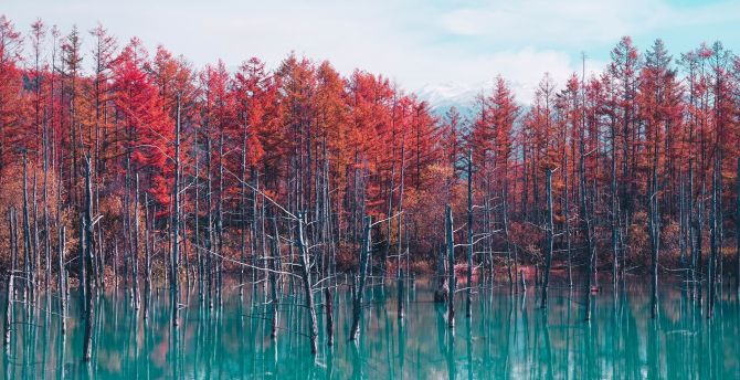 Lake, trees, autumn, nature wallpaper