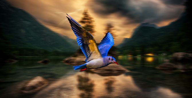 Blue bird, blur, flight wallpaper