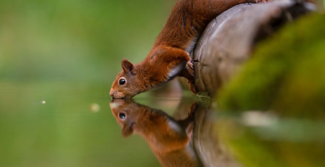 Reflections, water drinking, squirrel wallpaper
