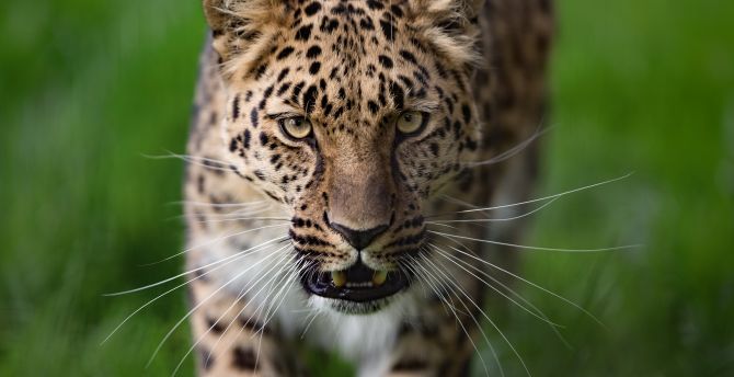 Leopard, curious, animal, predator, wild wallpaper