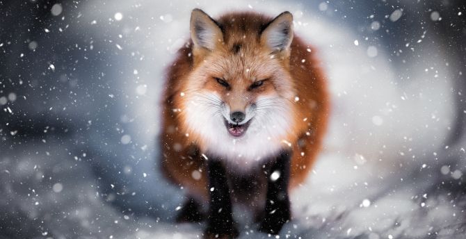 Angry fox, wild, predator, winter, snowfall wallpaper