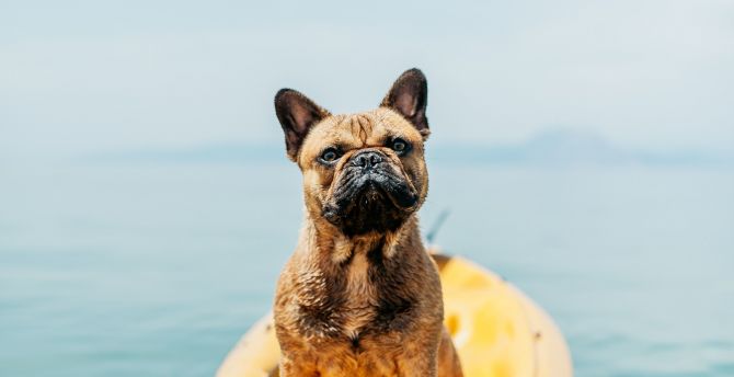 Float, confident, dog wallpaper