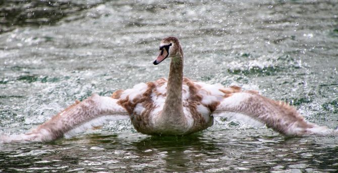 Swan, bird, lake, flight wallpaper