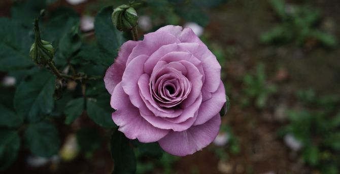 Violet rose, flower, portrait wallpaper