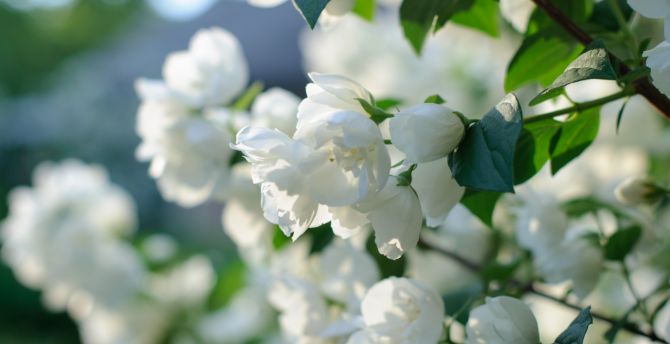 Blossom, white flowers, spring wallpaper