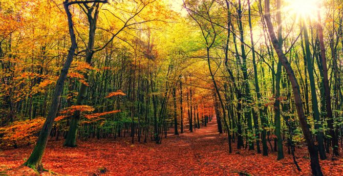 Autumn, leaves, fall, tree, forest, nature wallpaper