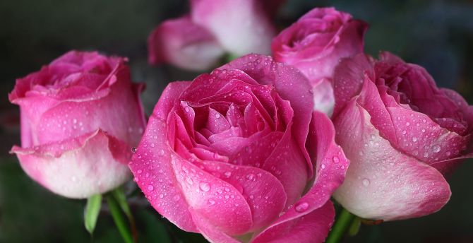Drops, pink, close up, bloom, roses wallpaper
