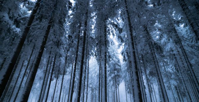 Trees, forest, winter wallpaper
