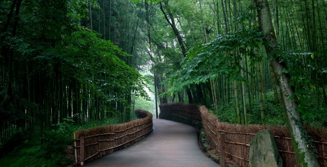 Bamboo, trees, road, fence wallpaper