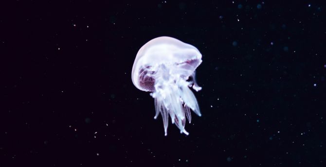 Minimal, white jellyfish wallpaper