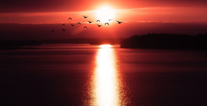 Sunset, reflections, birds, shine wallpaper