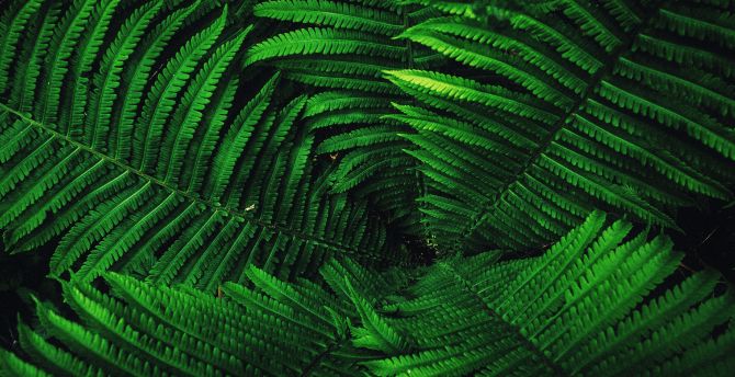 Fern's leaves, tree branches, green wallpaper