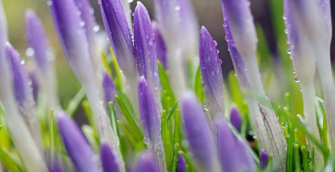 Purple crocus, water drops, close up, flowers wallpaper