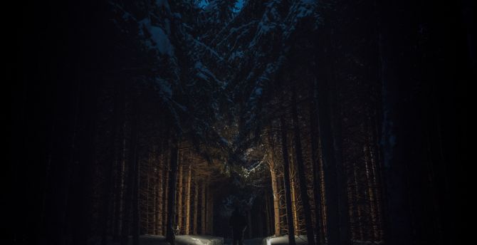Man, dark, night out, trees, forest wallpaper