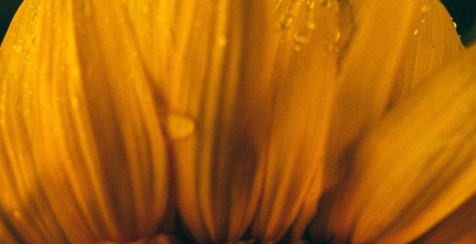 Close up, petals, sunflower wallpaper
