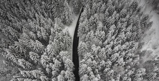 Aerial view, forest, pine tree, winter, white wallpaper