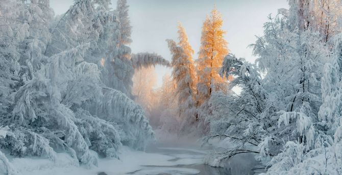 Forest in winter, frozen trees, river, nature wallpaper