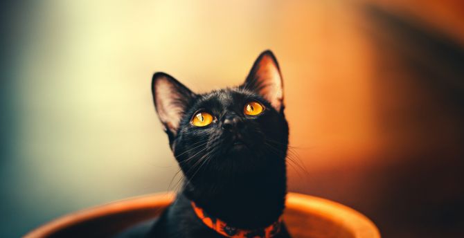 Cute, feline, yellow eyes, cat, black wallpaper