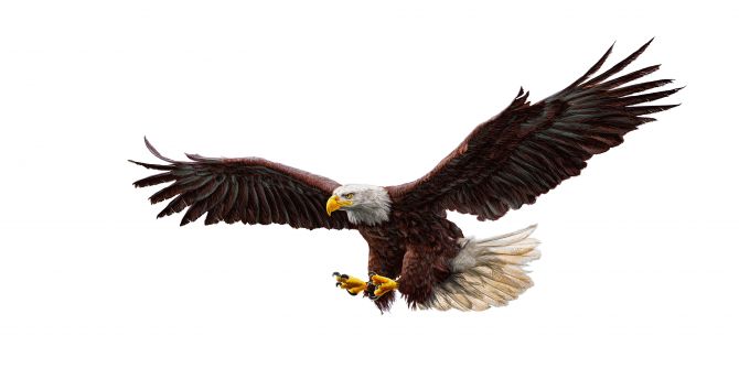 Bald eagle, bird predator, art wallpaper