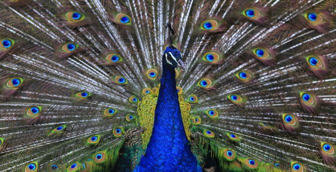 Plumage, peacock, bird, dance wallpaper