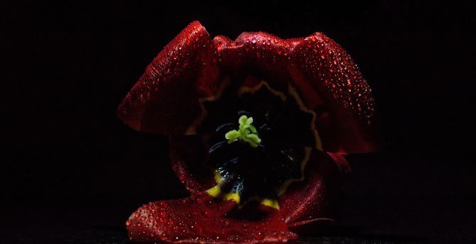 Tulip flower, bud, close up wallpaper