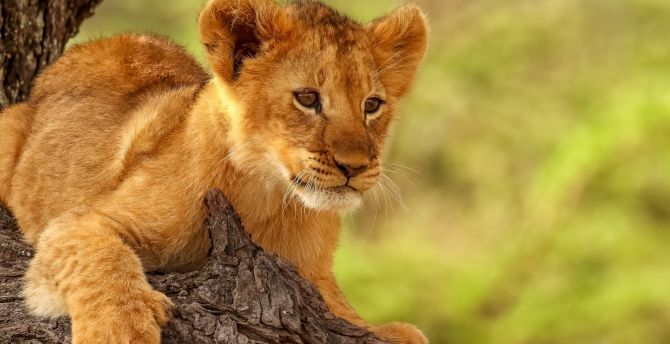 Wallpaper lion cub, cute, animal desktop wallpaper, hd image ...
