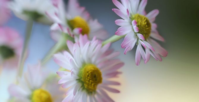 Flower, Gerbera, light pink wallpaper