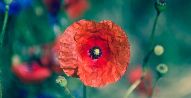 Poppy, flower, blur, portrait wallpaper
