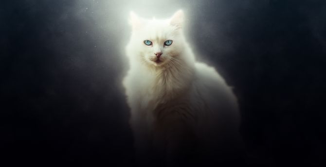 Cat, white feline, curious, art wallpaper