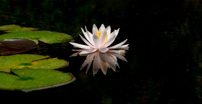 White, reflections, water lily, lake, flower wallpaper