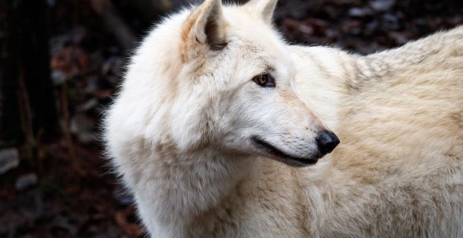 White predator, wolf, animal wallpaper