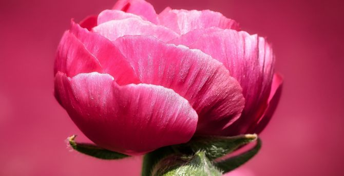 Macro, flower, pink poppy wallpaper