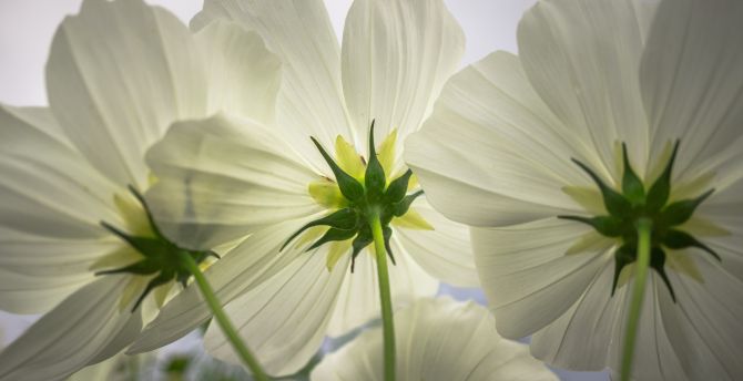 Cosmos, white flowers, close up, spring wallpaper
