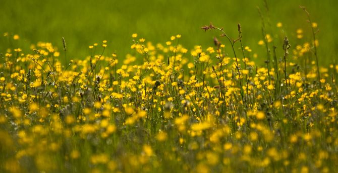 Buttercup, flowers field, yellow, meadow, plants wallpaper