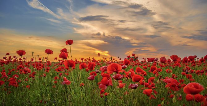 Sunset, poppy, field, flowers, red wallpaper
