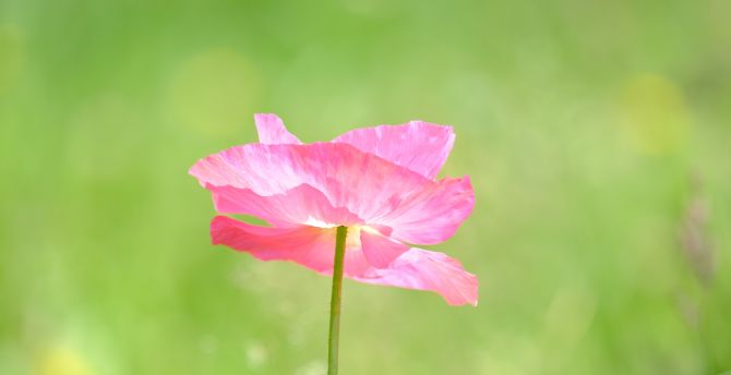 Poppy, a pink flower close up, summer wallpaper