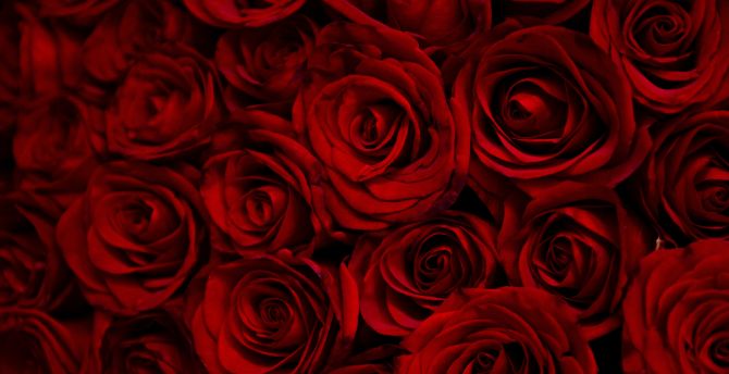 Dark, red roses, decorative wallpaper