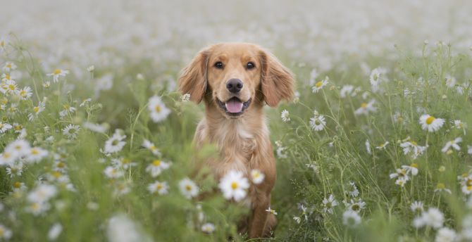 Meadow, Dog, play, animal wallpaper
