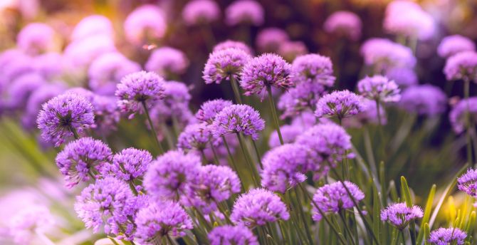 Purple flowers, wild flowers, spring, meadow, nature wallpaper