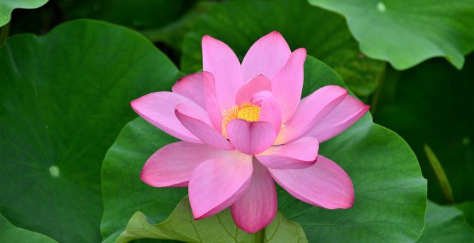 Bloom, pink lotus, flowers, green leaves wallpaper