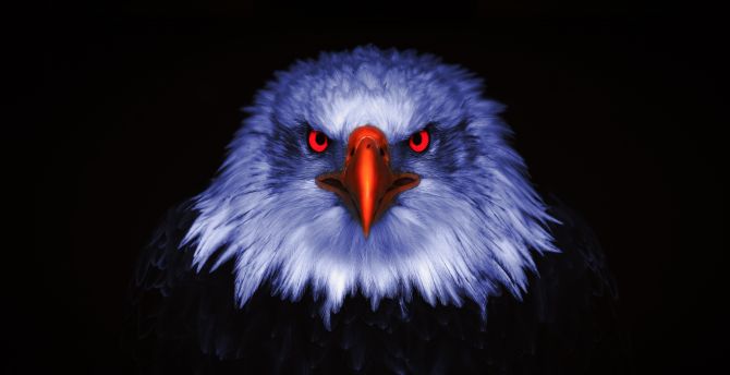 Eagle, Raptor, red eyes, close up wallpaper