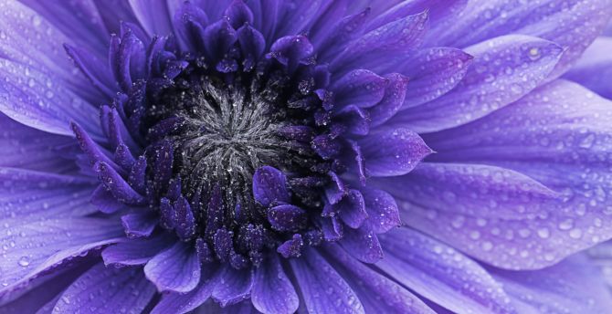 Violet flower, bloom, macro wallpaper