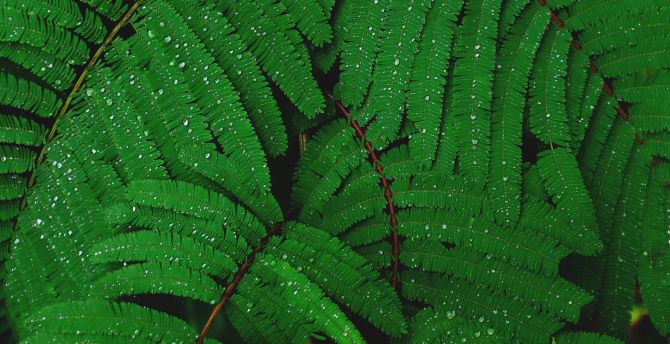 Plant branches, small leaves, drops wallpaper