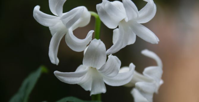 Hyacinth, white flowers, close up, bloom wallpaper