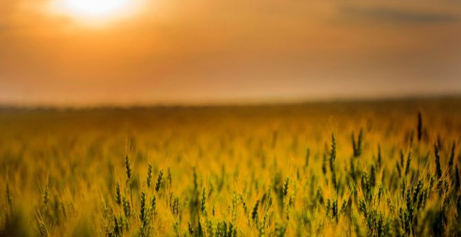 Agriculture, cereal, corn farm, sunset wallpaper
