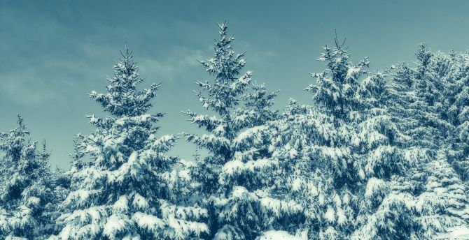 Winter, trees, blue, sunny day wallpaper
