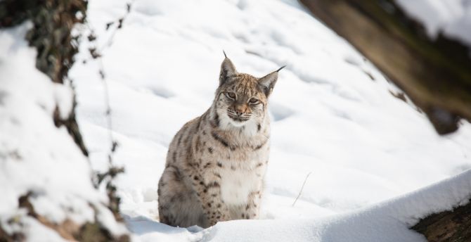 Snow, outdoor, wild cat, Lynx wallpaper