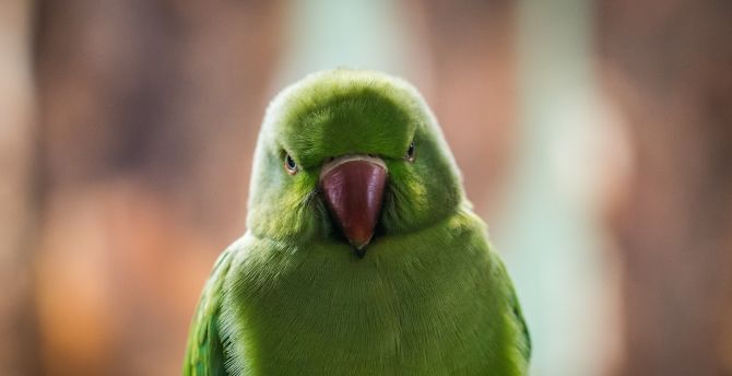 Close up, green parrot, beautiful wallpaper